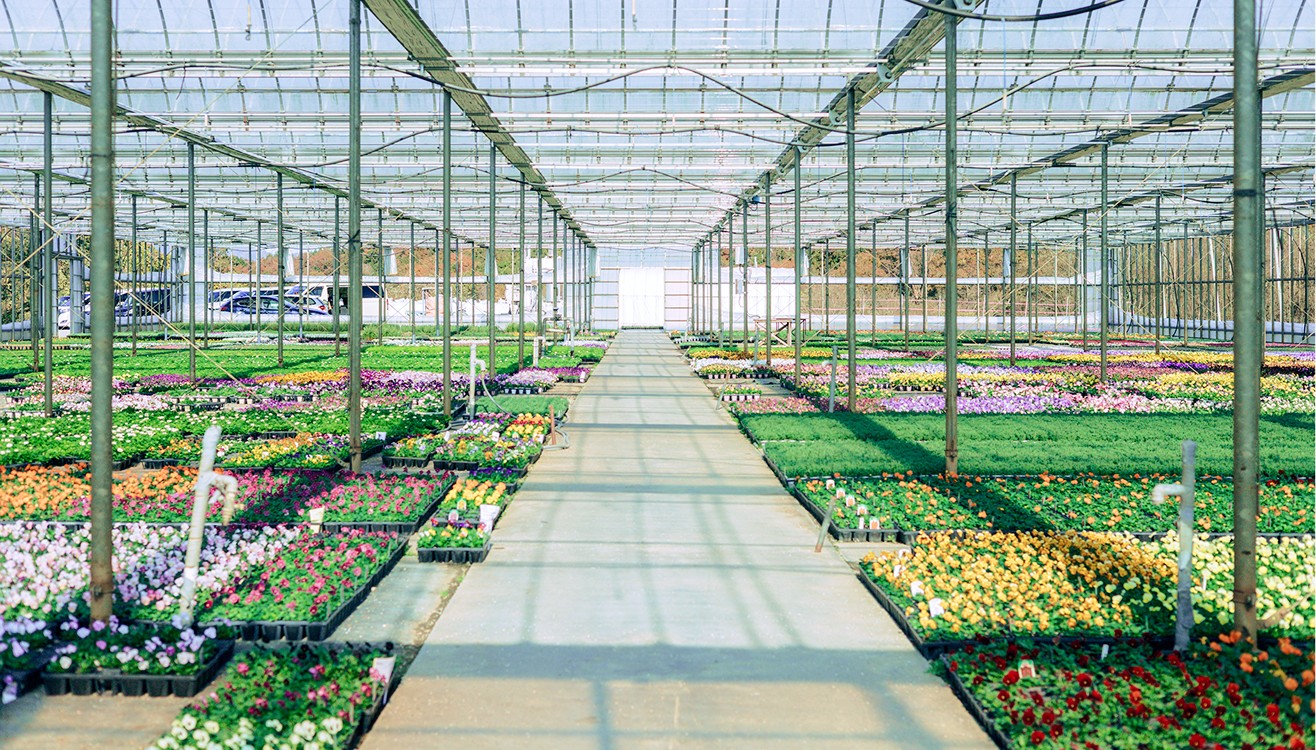 色とりどりの花苗が並ぶハウスの通路