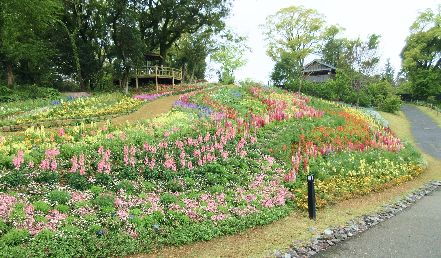 植えた花苗が咲く花壇の景色